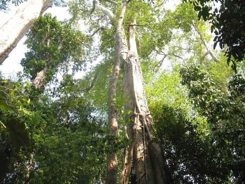 cây gỗ gõ đỏ được phân bố rộng rãi