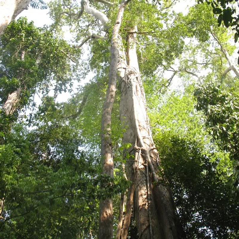 cây gỗ gõ đỏ 