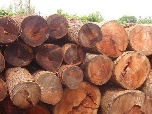 gỗ gõ đổ nguyên khối
